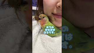 こんなインコなら飼いたくなりますか？♡  #インコ #コザクラインコ #shorts