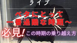 ベタにとっても一番過酷な時期！こうしてこの時期を乗り越えよう！ベタ飼育相談もオッケー！パート2