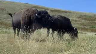 Mxtube.net :: Buffalo mating with man Mp4 3GP Video & Mp3 Download ...