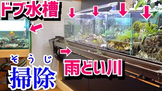 年末なので雨どい川とドブ水槽を掃除する！