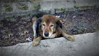 Getting Old, Pushed Out In Street, He Lay Weak, Vulnerable, In Pain  People Saw Him, They Just Left!