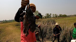 สุดระทึกไล่ล่าหนูครัวใหญ่ 