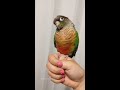 talking green cheek conure small parrot say his name and night night