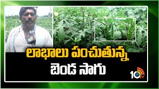 లాభాలు పంచుతున్న బెండ సాగు | Farming Techniques Of Okra (Lady Finger) Crop | Matti Manishi | 10TV