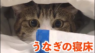 お布団は寝るもの…ではないのですっ！【猫用お布団】vol.144