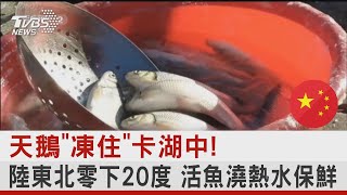 天鵝「凍住」卡湖中! 陸東北零下20度 活魚澆熱水保鮮｜TVBS新聞 @internationalNewsplus