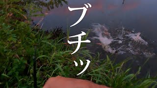 【八郎潟 バス釣り】秋が始まって大苦戦してる中で、貴重な2バイトをバラす！ブルフラのズル引きはまだ効きそうです！