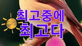 [백두한라예술단]공연중에서#북한#공연 #예술#충청도#예산#경기도#감동 #the #충격