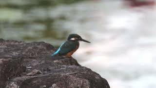 深北緑地のカワセミ（2024年09月）