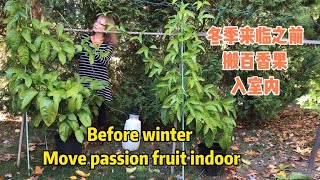 百香果不耐寒，要搬入室内过冬，之前要做些什么工作呢?before winter comes move passion fruit indoor#passionfruit #百香果