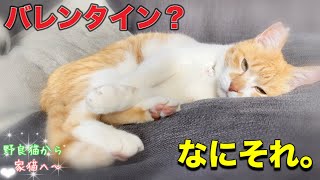 バレンタインイベントにしぶしぶ付き合う猫と男たち｜エネルギーチャージのために猫吸いしてしまう主