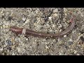 Asian jumping worm | Gardeners, be on the lookout for meddlesome bug