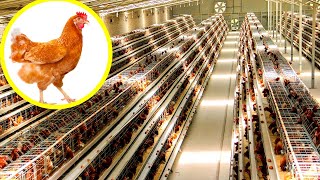 China's Poultry Farm Make Million Eggs and Meat | Modern Layer Farming in China