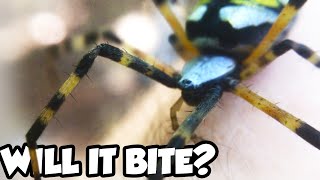 Are Garden Spiders Dangerous?