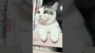 丸顔が可愛い猫の侵入劇