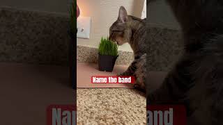 Can you name this song in 14 seconds or less?  Bonus points to name the cat.