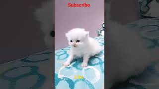 அழகான பூனை குட்டி 😻🤣😜 #cat #cats #பூனை #persiancat #tamil #funny #comedy #trendingshorts #shorts #yt