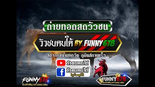 ถ่ายทอดสดวัวชน  คบ้านเสาธงสเตเดี้ยม   วัวชนคนใต้ By.FUNNY678