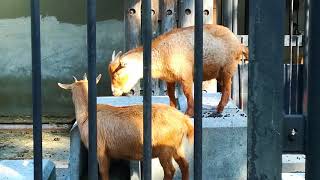 ヤギさん達の行動が不可解なのはケンカか.....？(大宮公園小動物園) 2017/11/29