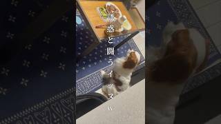 最後まで可愛すぎたww誘惑と闘うキャバリア犬 #shorts