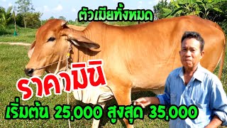 ขายวัวราคามินิ ตัวเมียทั้งหมด เริ่มต้น 25,000 สูงสุด 35,000 ถูกแบบนี้ไม่มีอีกแล้ว