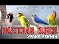 🔴Masteran burcil tembakan rapat suara jernih burung greja, lovebird, rambatan paruh merah, kenari