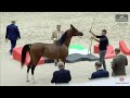 sharjah a h festival 2024 uae bred class 9b