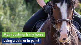 Webinar: Myth busting: Is my horse being a pain or in pain?