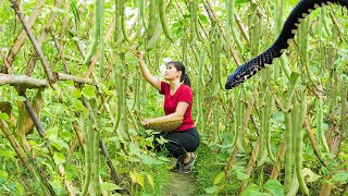 Harvest Fresh Cucumbers, Pick Green Beans, Take Them to Market with Horses