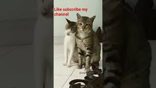 ஹலோ நண்பர்களே இந்த வீடியோ உங்களுக்கு பிடிச்சிருந்தா like share comment subscribe my channel 🐱😻🫶🐈👍🫰🙏🙏