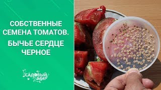 СБОР И ЗАГОТОВКА СОБСТВЕННЫХ СЕМЯН ТОМАТОВ.Проверено и правильно.