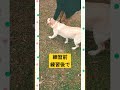 お散歩 shorts ラブラドールレトリーバー labrador