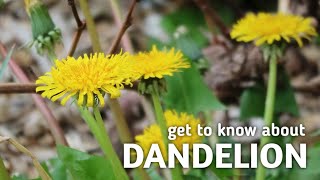 BUNGA DANDELION YANG SUKA DIFOTO CANTIK ITU KITA GORENG! HEHEHE..