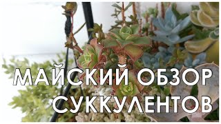 Майский обзор суккулентов