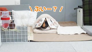 【鳴き声】冷蔵庫のドア開けるとプイプイ出てくるモルモット　PUI PUI Guinea Pig