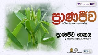 ප්‍රාණජිව ශාකය | Codariocalyx motorius - ප්‍රාණජිව | දේශීය ඔසු පැළ හදුනා ගනිමු