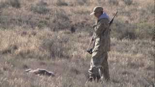 Gunnar gets coyote @ 80yds 9-14-2012