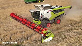 4Kᵁᴴᴰ Harvest 2023: Claas Lexion 8900 TT combine harvesting OSR near Lolworth, Cambridgeshire