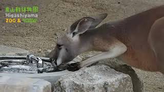 【東山動植物園公式】アカカンガルーの水飲み《 アカカンガルー　カンガルー 》