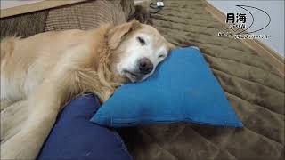 【切り抜き】本当に眠い時は。こうなるんです(笑)幸せに生きる大型犬。ゴールデンレトリバー月海そら