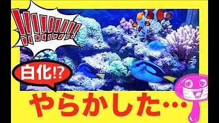 白化💦⁉️サンゴと珊瑚の接触事故❗️飼育初心者要注意😈my marin aquarium MOAMOAちゃんねる