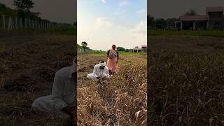 કંઇક નવું આવી રહ્યું છે મિત્રો.#village #villagelife#farmer #shorts #shortvideo #like @Blvadivlog