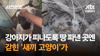 강아지가 피나도록 땅 파낸 곳엔…갇힌 '새끼 고양이'가 #글로벌픽 / JTBC 사건반장