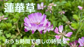 【蓮華畑で癒しの時間】ピアノ弾き語り