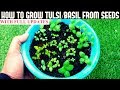 How To Grow Tulsi/Holy Basil From Seeds (With Updates)