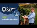 Grower Q&A Episode 6 - Diagnosing Vine Damage #viticulture #vineyard #vines #vineyardmanagement