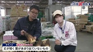 例年より早く入荷し始めた山菜やタケノコ　目利きのコツ＜岩手県＞ (23/04/11 21:20)