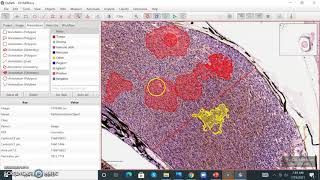 QuPath Annotations