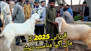 Lahore Bakra Mandi Shahpur Kanjra Latest Price Update Kajla Chatre Desi Bakre Qurbani 2025