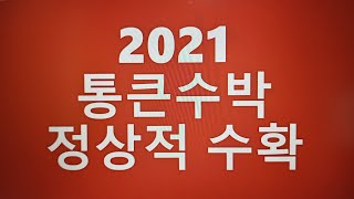 {텃밭농부 #338} 2021 통큰수박 정상적 수확. 수박재배. 수박재배방법